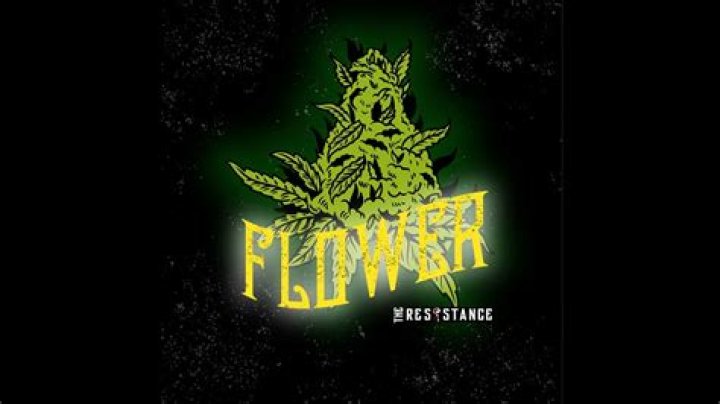 The resistance flower lyrics